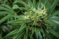 Terpenen bepalen wat wiet met je doet, niet de soort