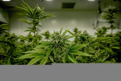 CBC is de minst bekende cannabinoïde uit wiet
